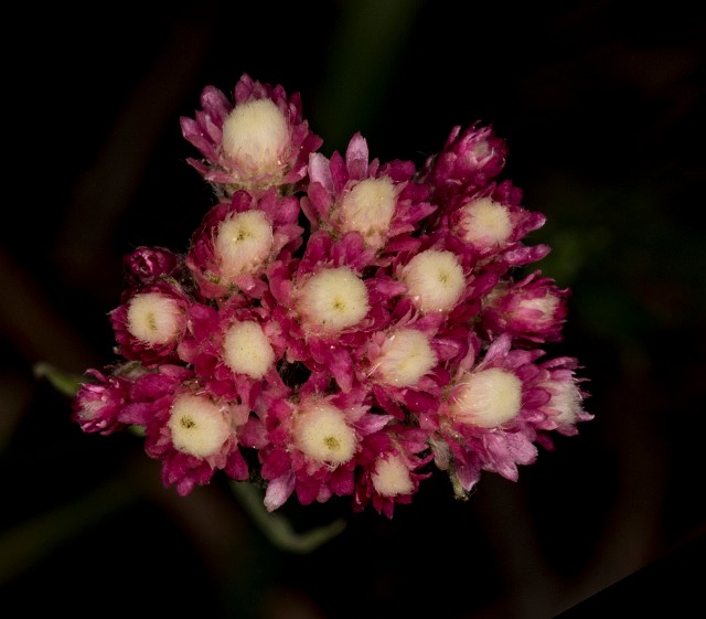 Antennaria pulvinata 18-9401.jpg